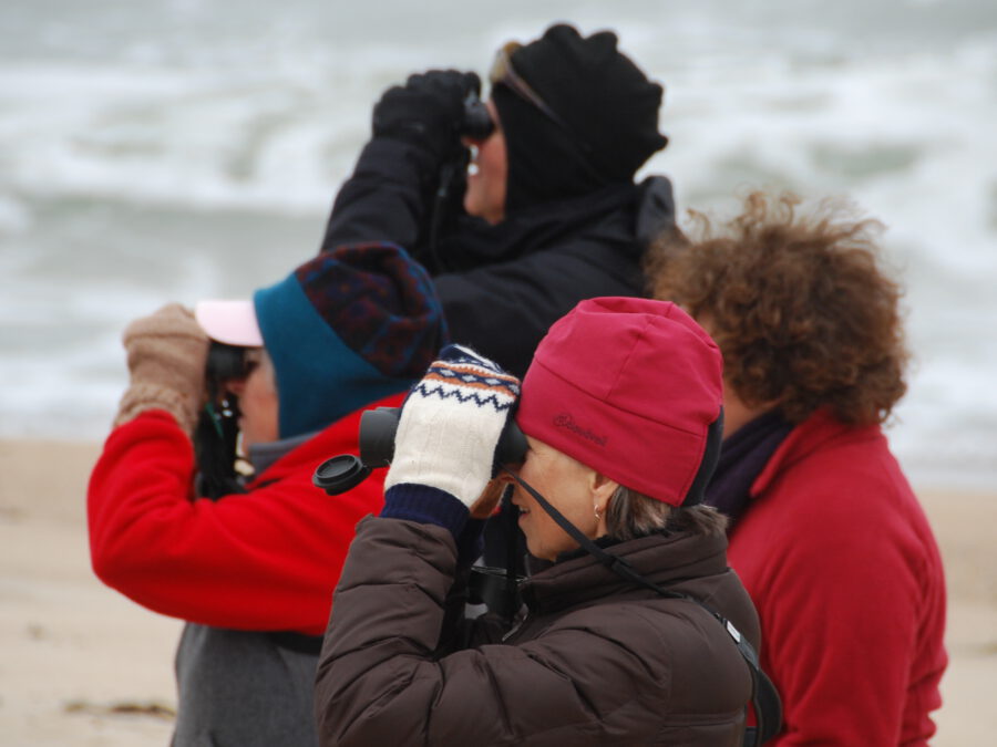 Martha's Vineyard wildlife watchers with binoculars
