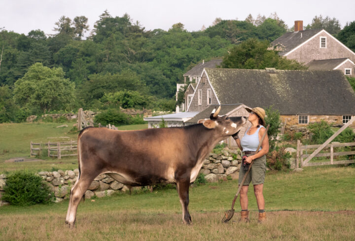 A woman stands beside a cow in a grassy farm field, with stone walls and farm buildings in the background.
