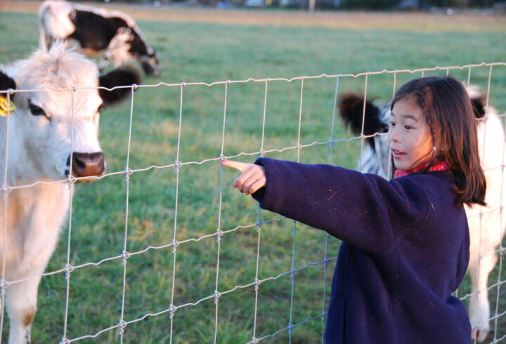 A child points toward cows from behind a wire fence in a grassy field.