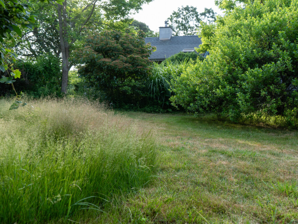 Healthy Vineyard lawn