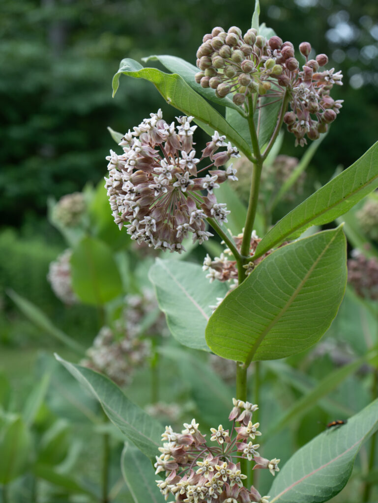 Milkweed
