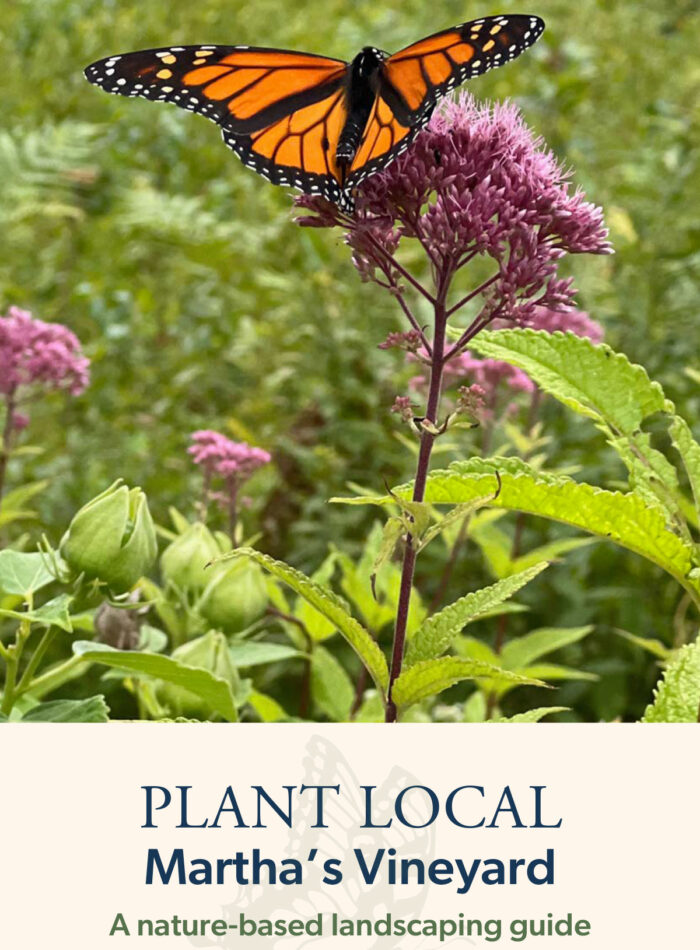Monarch butterfly perched on a pink wildflower above the Plant Local Martha’s Vineyard landscaping guide cover