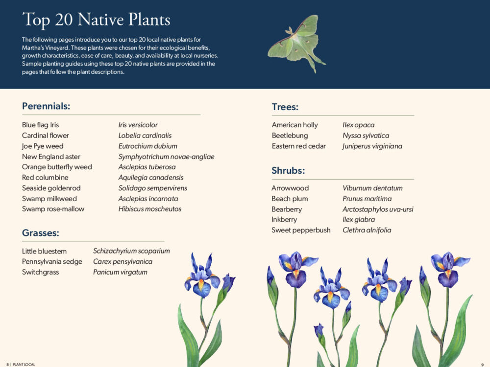 Guide page listing the top 20 native plants for Martha’s Vineyard, including perennials, grasses, trees, and shrubs