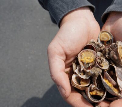 Close-up of cupped hands holding a handful of small seashells.