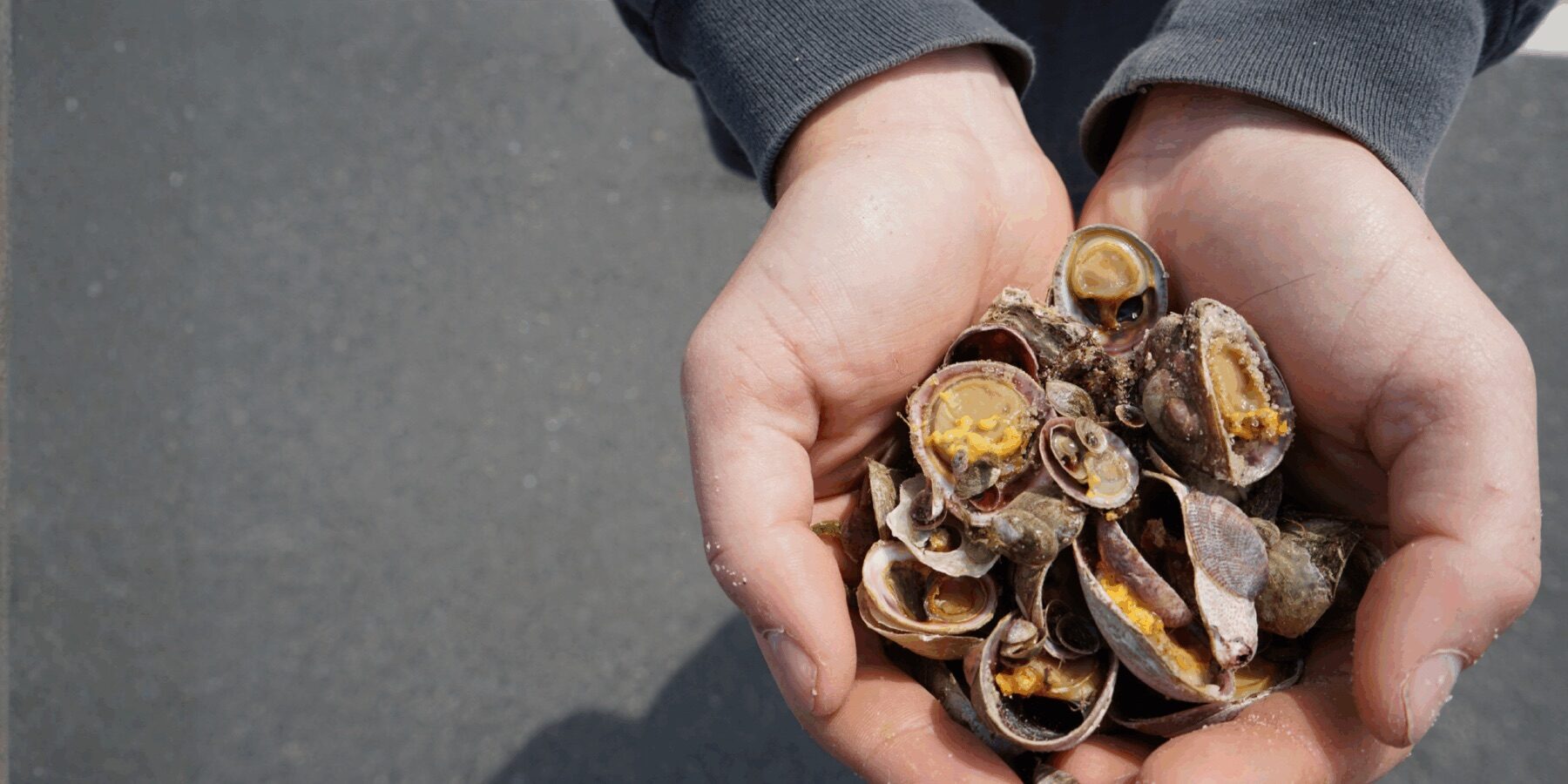 Hands holding a collection of seashells on a Martha’s Vineyard beach during the VCS Earth Day Beach Cleanup event