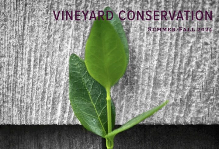 A green leaf sprout grows against a weathered wooden surface beneath the title “Vineyard Conservation – Summer/Fall 2024.