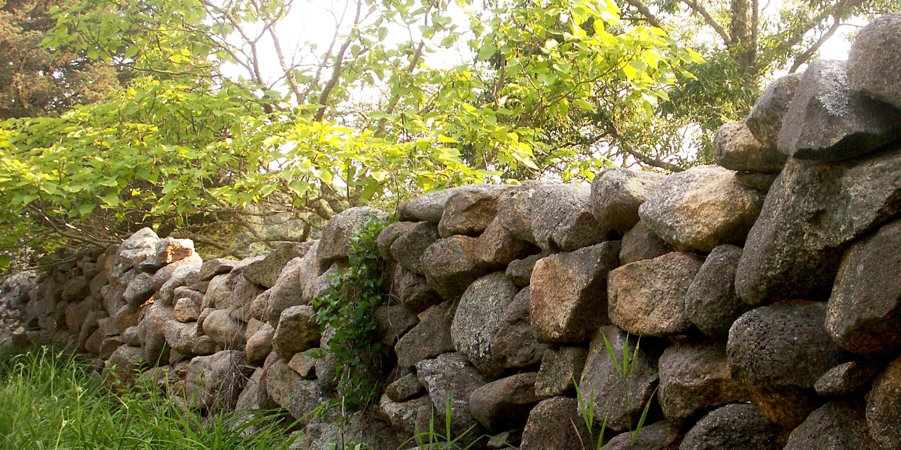 Historic stone wall landscape on Martha’s Vineyard