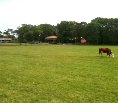 Nip ‘n’ Tuck Farm