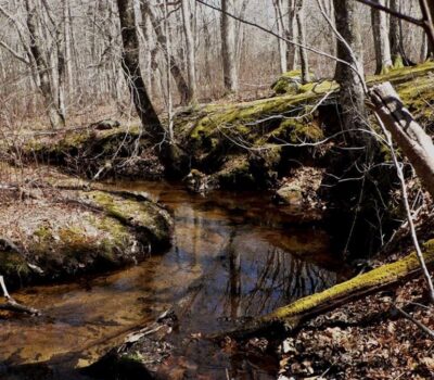 Mill Brook Watershed