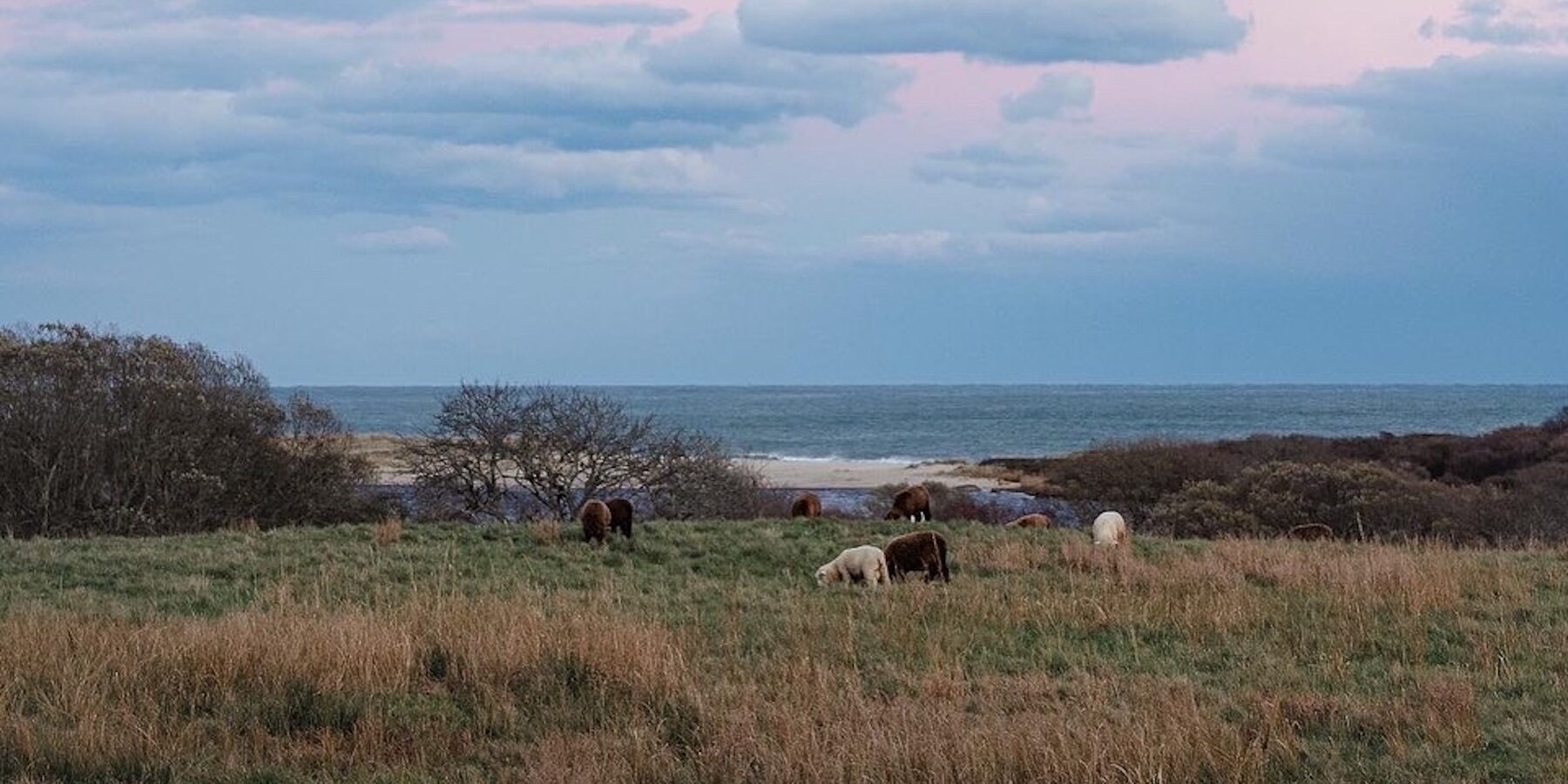 Grazing sheep in a coastal field on Martha’s Vineyard