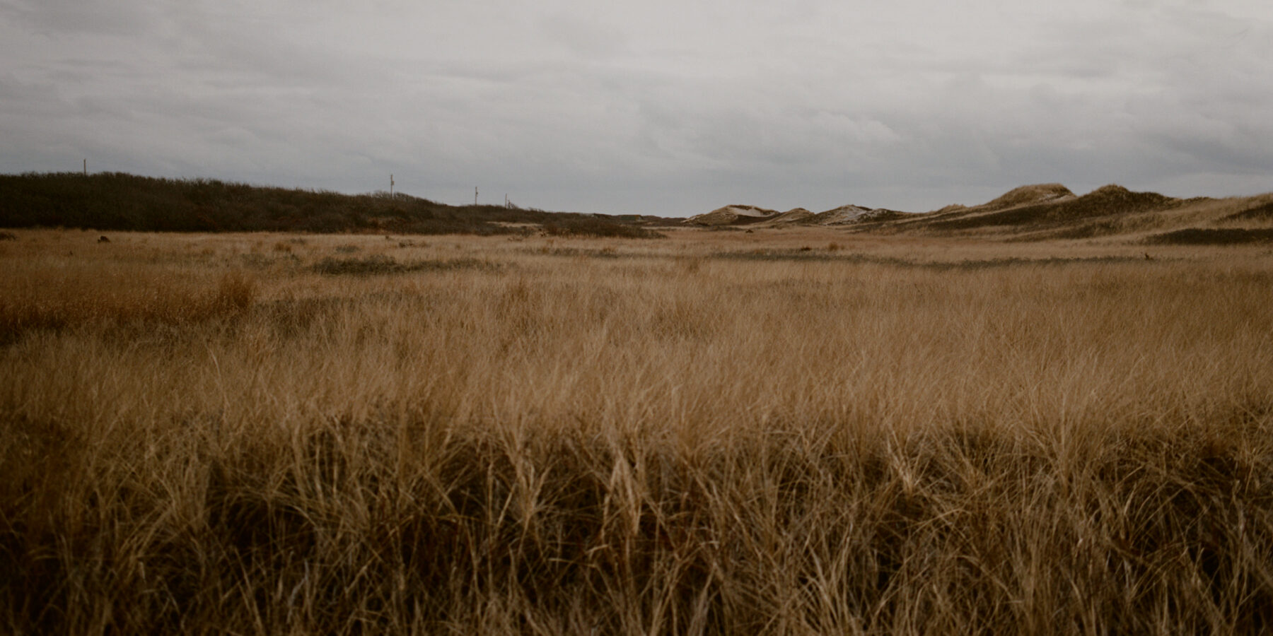 Coastal grassland and dunes on Martha’s Vineyard