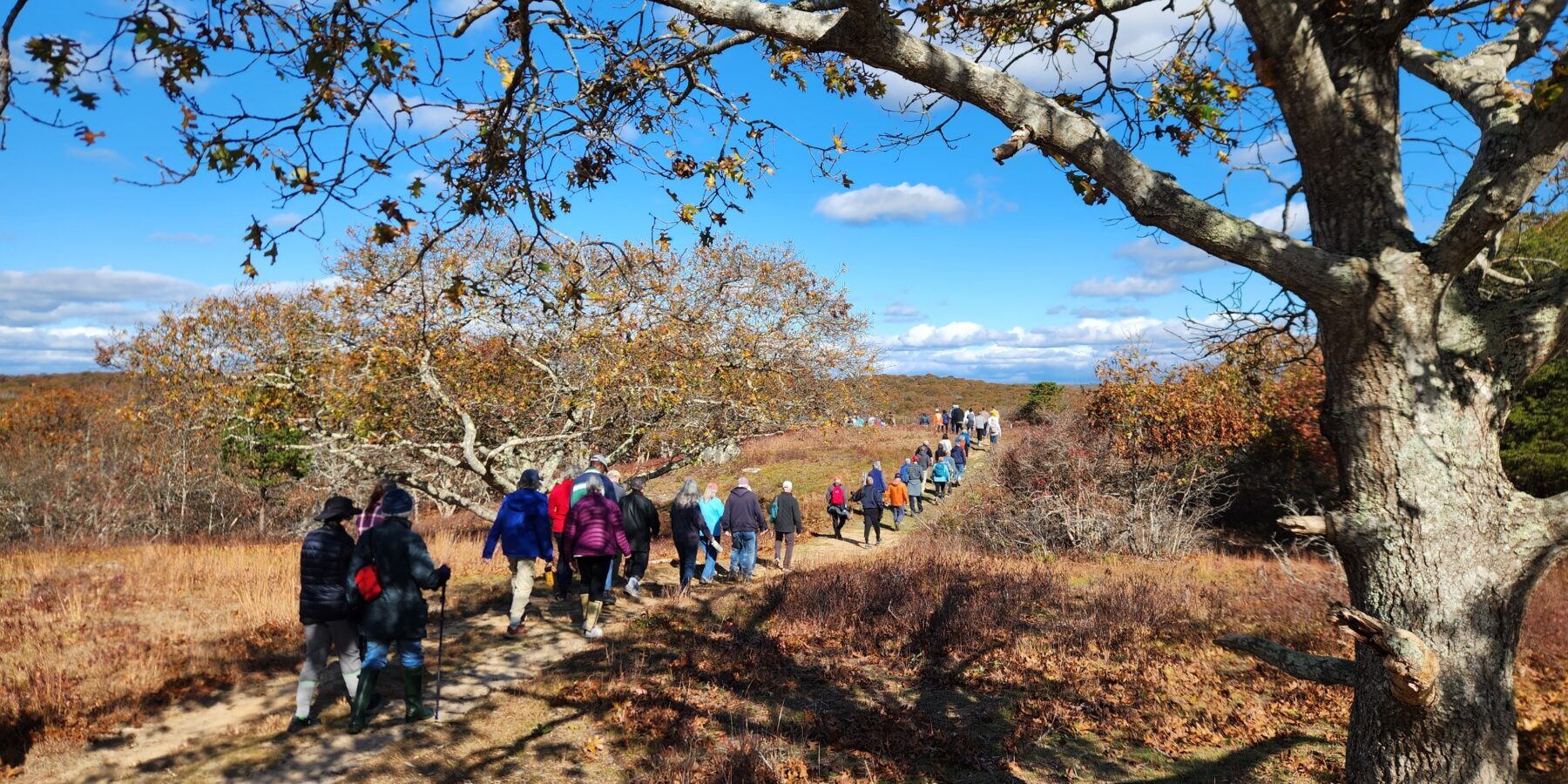 Group of people walking along a trail through Martha’s Vineyard conservation land during a guided nature walk