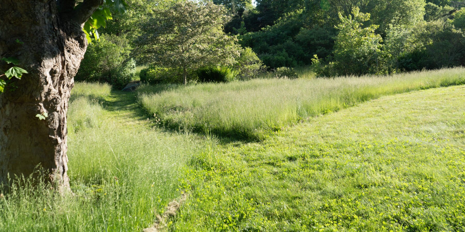 Natural lawn and meadow landscape on Martha’s Vineyard