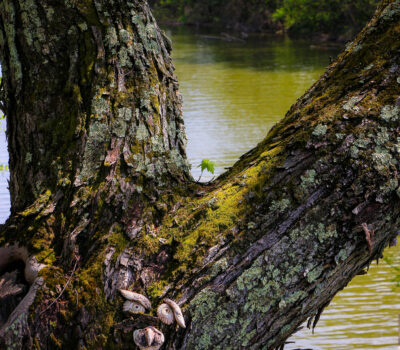 Brody Royal, 'The First Leaf' [Special Distinction, Photography]