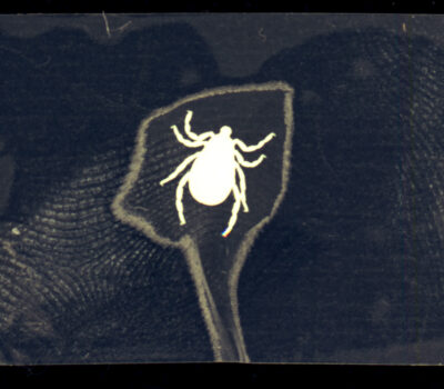 Jasper Grow, 'The Leeches Limen' [Special Distinction, Photography]
